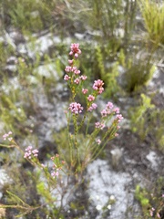 Erica corifolia