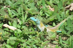 Cnemidophorus gaigei