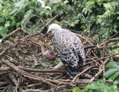 Stephanoaetus coronatus
