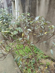 Ficus formosana