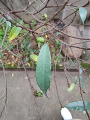 Ficus formosana