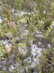 Erica corifolia