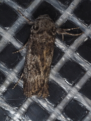 Cryptophasa irrorata