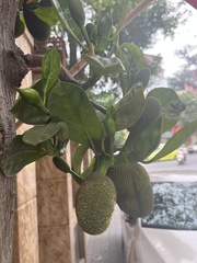 Artocarpus heterophyllus