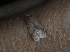 Oligoloba severa