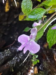 Impatiens hochstetteri