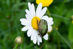 Protaetia cuprea