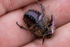 Protaetia cuprea