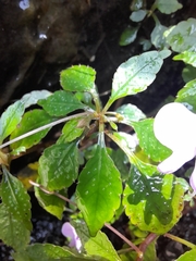 Impatiens hochstetteri
