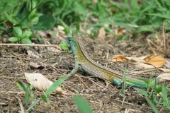Cnemidophorus gaigei
