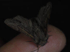 Lasiocampoidea