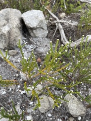 Phylica ericoides