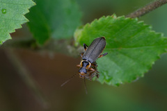 Cantharis nigricans