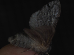 Lasiocampoidea