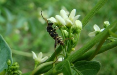Clytus arietis