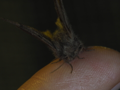 Lasiocampoidea