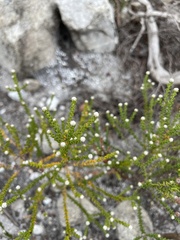 Phylica ericoides