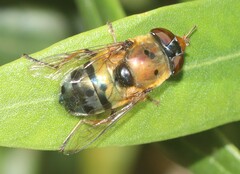 Austalis pulchella