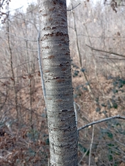 Prunus avium