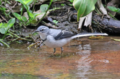 Motacilla clara