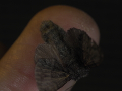 Lasiocampoidea
