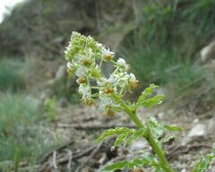 Reseda jacquinii