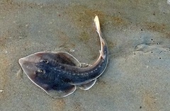 Glaucostegus obtusus