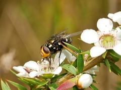 Amenia chrysame