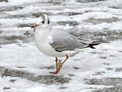 Chroicocephalus ridibundus