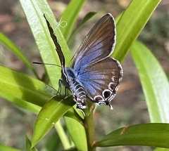 Theclinesthes onycha