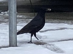 Corvus corone