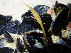 Stigmatopora nigra