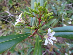 Scaevola cylindrica