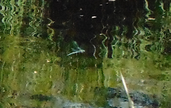 Aeshna palmata