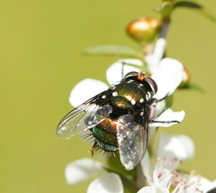 Amenia chrysame