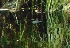 Aeshna palmata