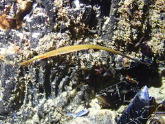 Stigmatopora nigra