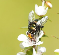 Amenia chrysame