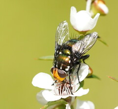 Amenia chrysame