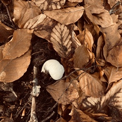 Helix pomatia