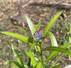 Theclinesthes onycha