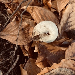 Helix pomatia