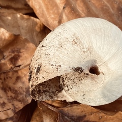 Helix pomatia
