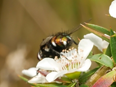 Amenia chrysame