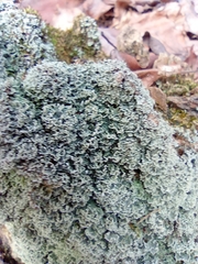 Lecanoromycetidae