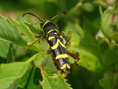 Clytus arietis