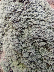Lecanoromycetidae
