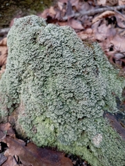 Lecanoromycetidae