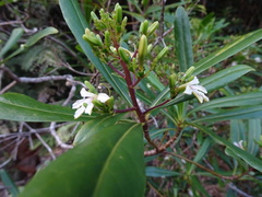 Scaevola cylindrica