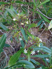 Scaevola cylindrica